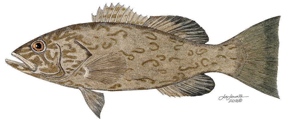 Gag Grouper | Outdoor Alabama